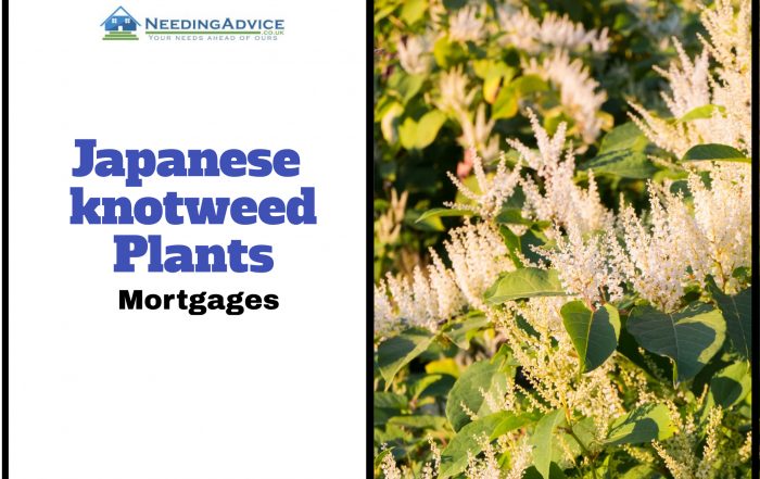 Mortgage Japanese Knotweed Plant